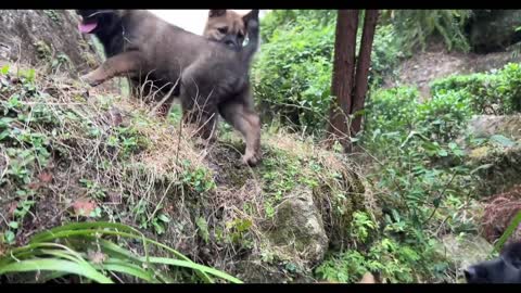 The puppies were playing in the stream