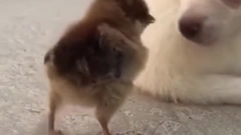 world best lovely puppies HD lovely puppies videos | we love dogs - 29