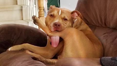 Funniest and Silliest Dogs