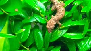 Mourning gecko vs Fruit fly