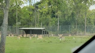 Lion Country Safari Deer VID_20220419_105553