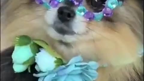 Cute dog choosing how to dress