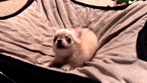 Daily Happy Video (11) - Tiny Chihuahua Doesn't Want It To Be Bed Time!! Have A Great Friday!! ;)