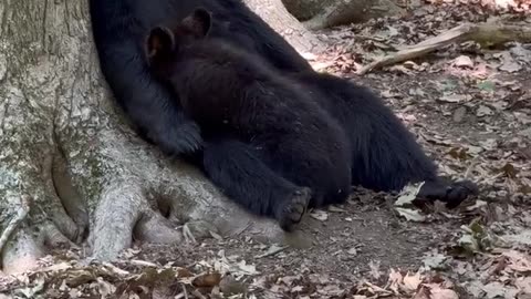 Mama Bear Feeds her Cub