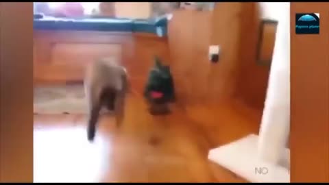 Funny Animal Videos 2023 Funniest Cats and Dogs Movements