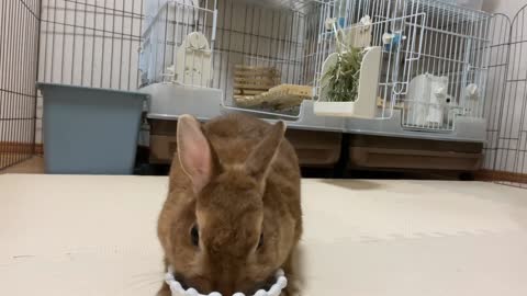 bunny trick stay bunny from "wait 🤚" to "ok ❗️"