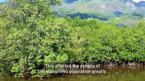 The Mangroves in Mont Fleuri