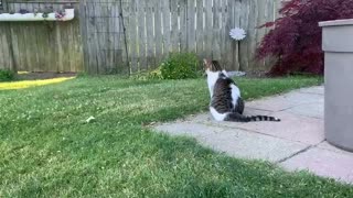 cat contemplates life decisions