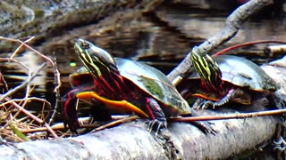 Turtles