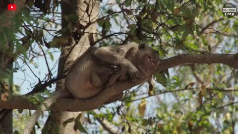 Great War For Territory !!! Wild Dogs Attack Baboons To Conquer Territory