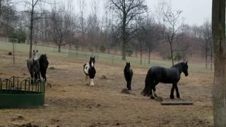 Happy horses waiting for breakfast