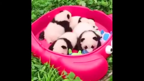 Funny Panda and Cute Panda Videos Compilation