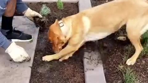 This_dog_loves_helping_his_owner_in_his_garden_