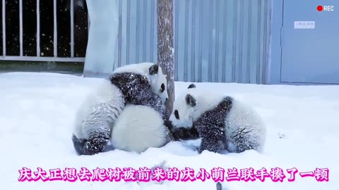 cute enjoy panda