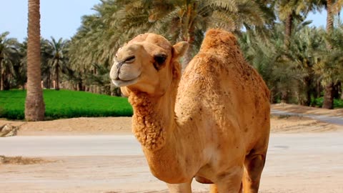 Marvellous camel