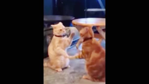 Watch and TRY NOT TO LAUGH 🤣 Funny Cat Videos of 2024