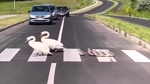 Family of swans Crose the 🛣️