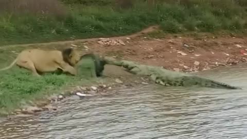 Lion vs crocodile wow amazing