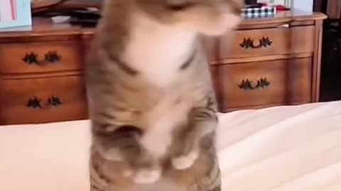 combination of amusing cat videos 😂