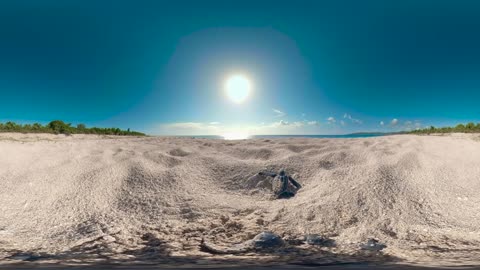 Baby Turtles Hatch And Face A Perilous Race To The Ocean | VR 360 | Seven Worlds, One Planet