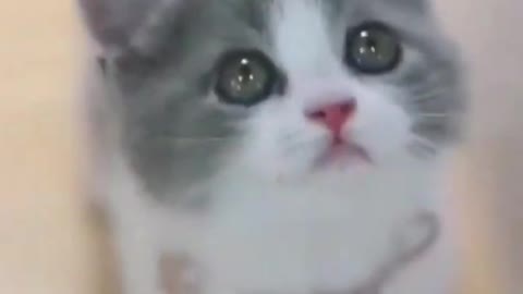 Cute cat video , most adorable cat ever