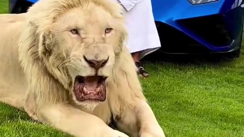 Dubai King new video with Lion |Dubai Shaikh| 2023