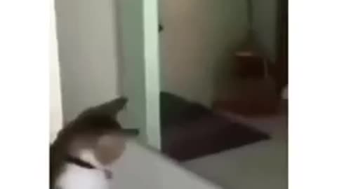 #shorts #funny #viral Funny Cat Videos for you to smile | Man in the Mirror
