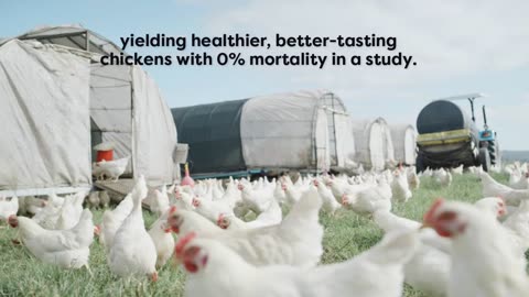 Chiropractic Adjustments in Broiler Chickens: A Comparative Study