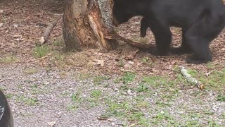 Chill Bear Searches for a Meal