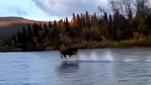 He is flying on water