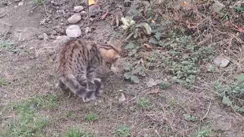 Cute kitten playing in the yard (Fun video)