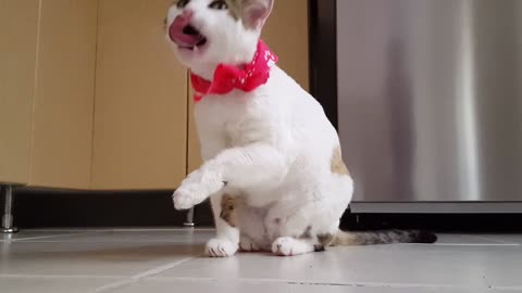 Video Of Funny Cat