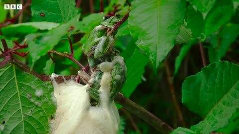 Frog Mating Foam Party | 4K UHD | Japan: Earth's Enchanted Islands | BBC Earth