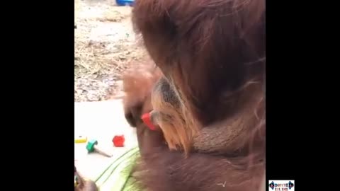 Monkey needs a Drink