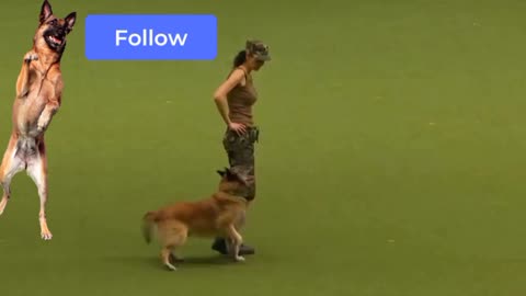 Dog training basics how to train your