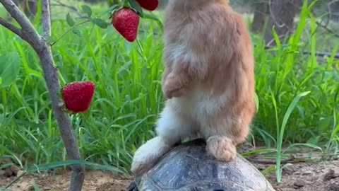 Rabbit and Turtle Friendship 😍🙈😅