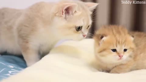 Kitty Caramel met her little brother for the first time.❤️ Too Cute (1)