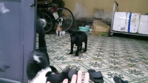 Sharing My Cute Pets Cat and Puppy Dog Funny Moment | Viral Cat