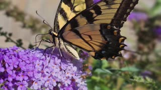 Beautiful Swallowtail Butterfly