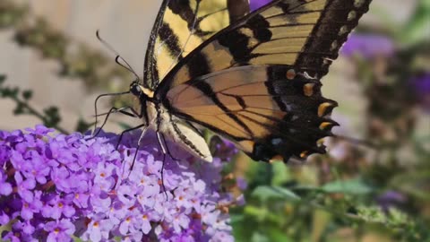 Beautiful Swallowtail Butterfly