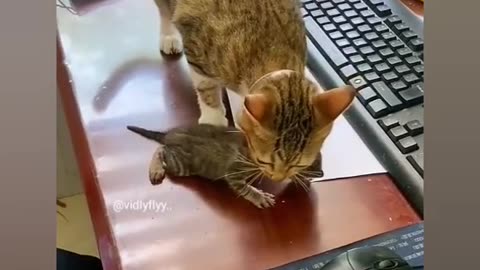 Mother cat won't let me touch her baby| cat video