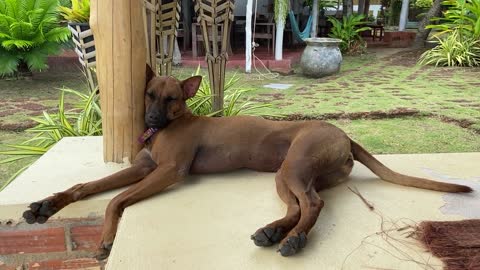 A Brown Dog Lying on a Concrete Floor