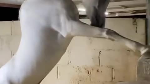 Watch what this horse does