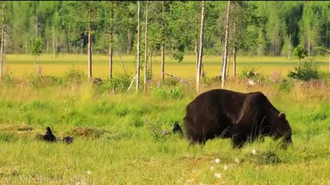 African WildlifeWild Animals in Africa