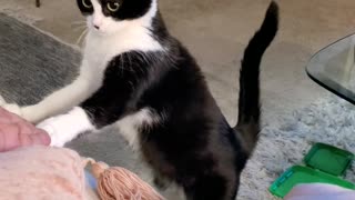 Kitler asking politely and sassily for treats