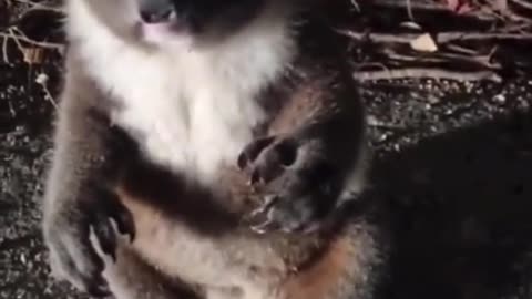 Man finds a small Koala wandering the road at night...