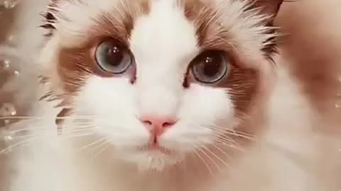 Cutest pussy 🐈 ever ❤️