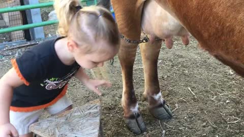 Baby and milking cow