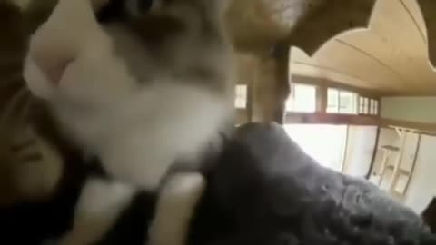 Cat Kneading at camera [Meme]