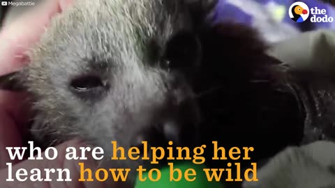 Rescued Baby Bat Is Learning How To Be Wild | The Dodo
